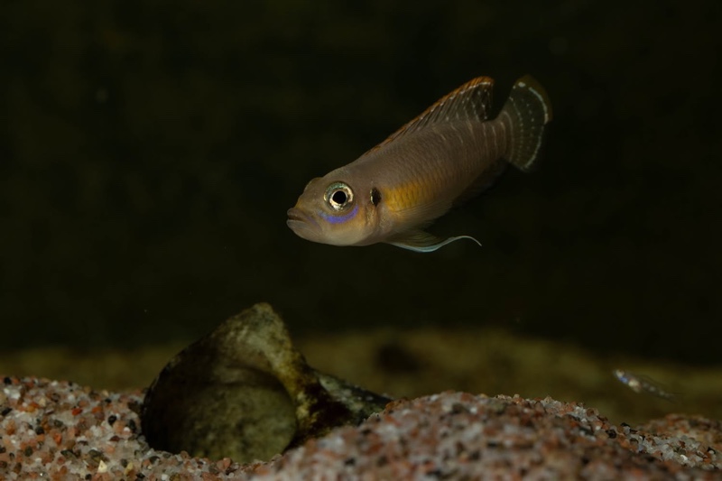 Neolamprologus brevis 'Kapampa'